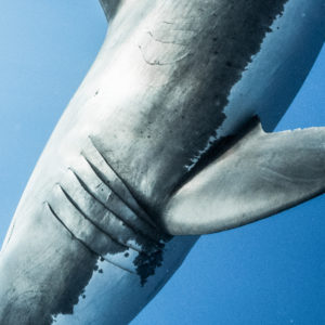 OuiSi Nature: 115 – Great White Shark – Inka Cresswell