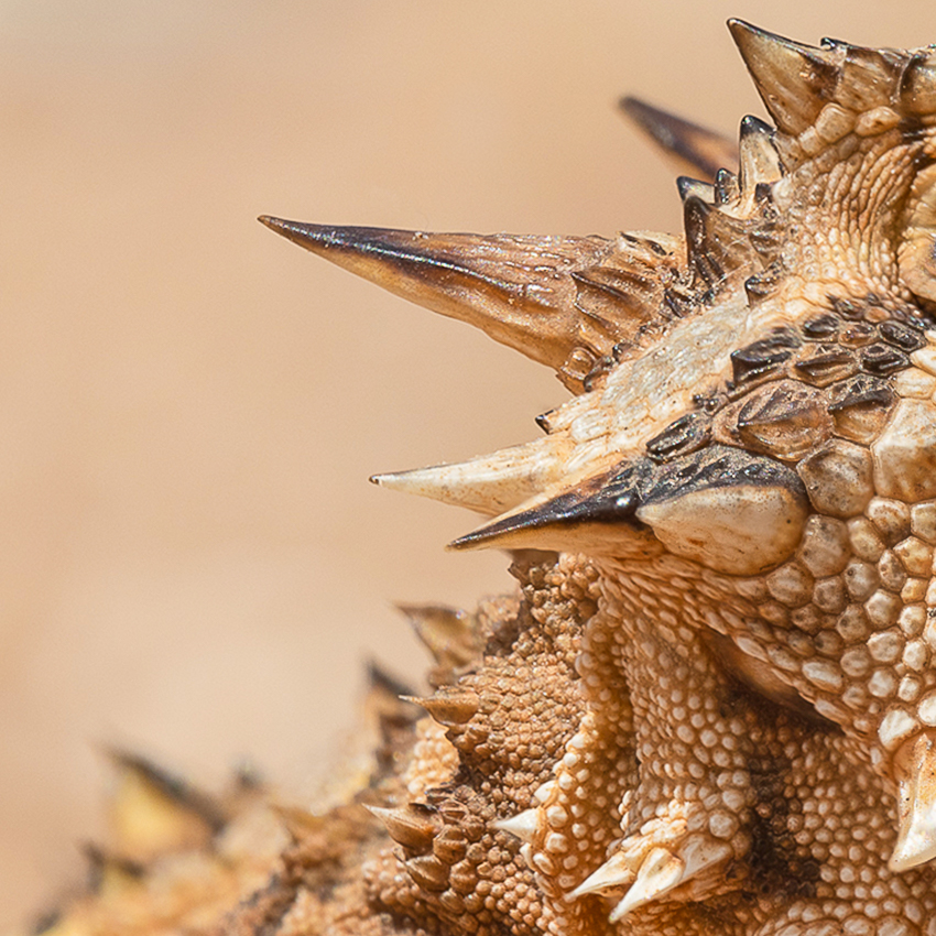 OuiSi Nature: 118 – Texas Horned Lizard – Joseph Saunders