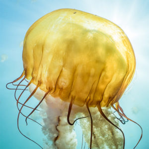 OuiSi Nature: 119 – A Pacific Sea Nettle – Kate Vylet