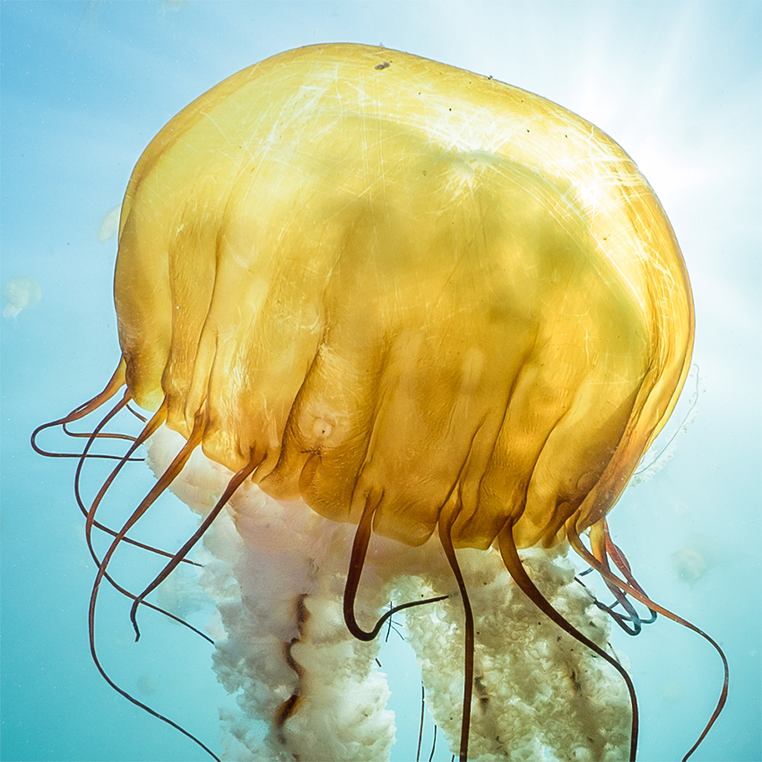 OuiSi Nature: 119 – A Pacific Sea Nettle – Kate Vylet