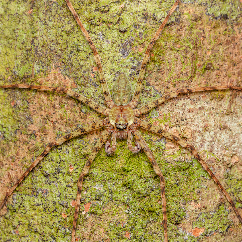 OuiSi Nature: 121 – Lichen Huntsman Spider – Lenz Lim
