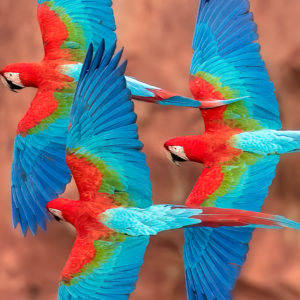 OuiSi Nature: 124 – Trio of Red-and-green Macaws – Melissa Groo
