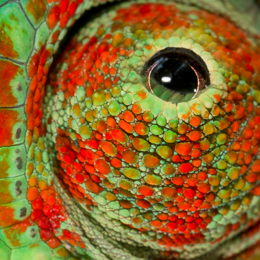 OuiSi Nature: 127 – Panther Chameleon – Christian Ziegler