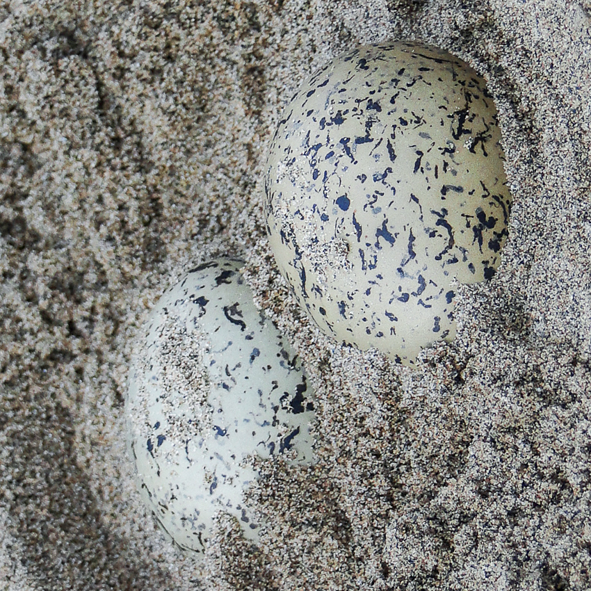 OuiSi Nature: 129 – Southern Lapwing Eggs – Inae Guion