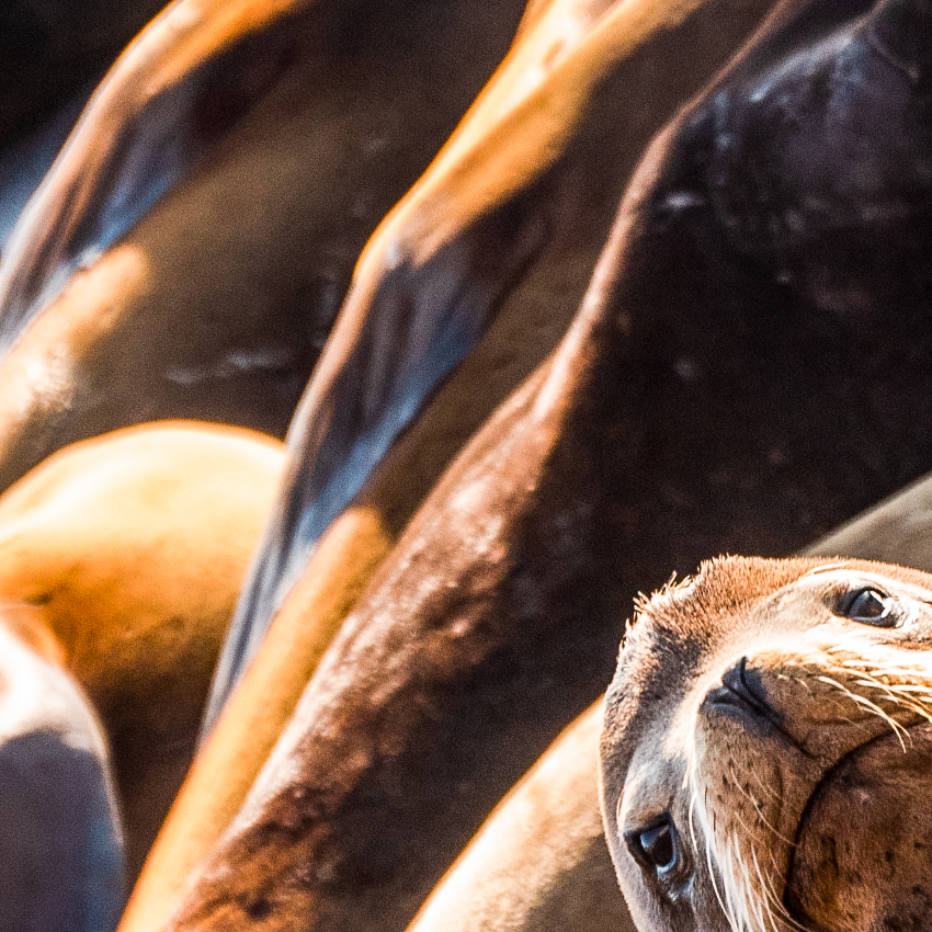 OuiSi Nature: 130 – California Sea Lion – Inka Cresswell