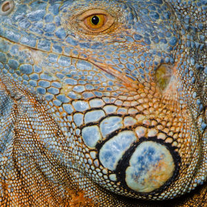 OuiSi Nature: 132 – Green Iguana – Jose G Martinez-Fonseca