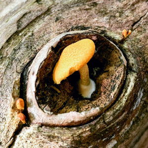 OuiSi Nature: 138 – Mushroom In Knothole – Meg Madden