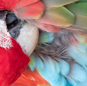 OuiSi Nature: 139 – Red-and-green Macaw – Melissa Groo