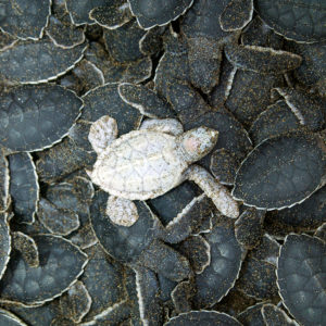 OuiSi Nature: 143 – Albino Green Sea Turtle Hatches – Daniel Beltra