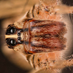 OuiSi Nature: 148 – Rabid Wolf Spider – Joseph Saunders