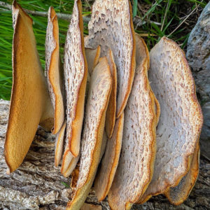OuiSi Nature: 153 – Pheasant Back Mushroom – Meg Madden