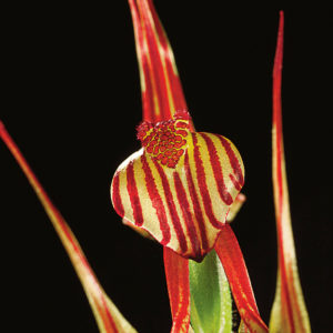 OuiSi Nature: 157 – Striped Lazy Spider Orchid – Christian Ziegler