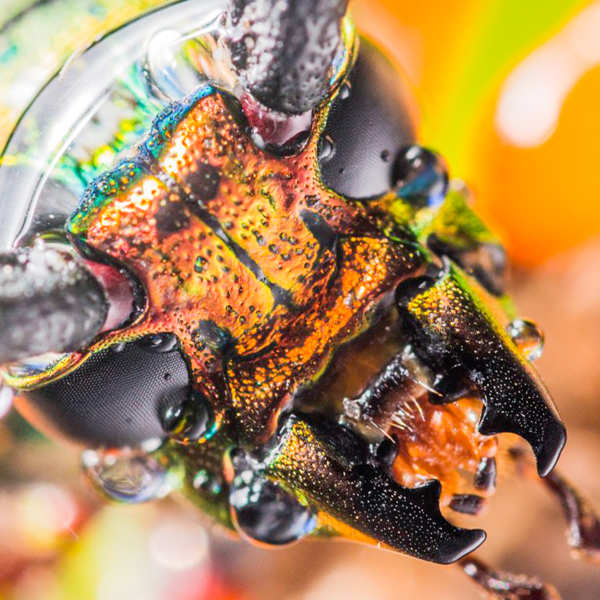 OuiSi Nature: 162 – Emerald Longhorn Beetle – Joseph Saunders