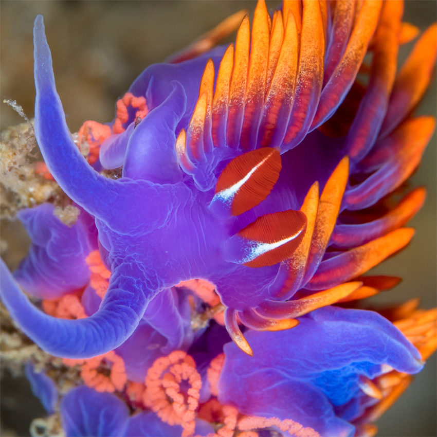 OuiSi Nature: 163 – Spanish Shawl Nudibranch with Eggs – Kate Vylet
