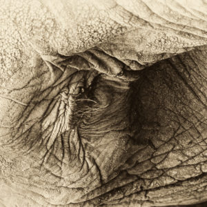 OuiSi Nature: 167 – African Savanna Elephant Matriarch – Melissa Groo
