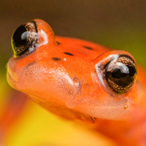 OuiSi Nature: 174 – Cave Salamander – Joseph Saunders