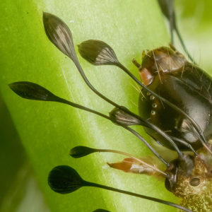 OuiSi Nature: 179 – Ant-mimic Caterpillar – Lenz Lim