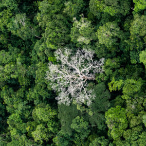 OuiSi Nature: 185 – Brazilian Rainforest – Daniel Beltra