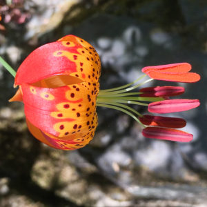 OuiSi Nature: 190 – Flower of the Leopard lily – Matt Berger