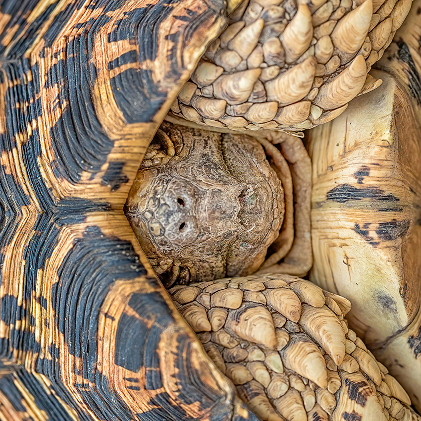 OuiSi Nature: 191 – Leopard Tortoise – Melissa Groo