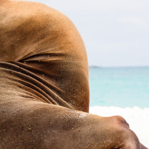 OuiSi Nature: 199 – Galapagos Sea Lion – Melissa Groo