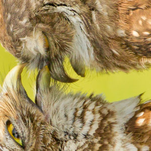 OuiSi Nature: 205 – Burrowing Owls – Melissa Groo
