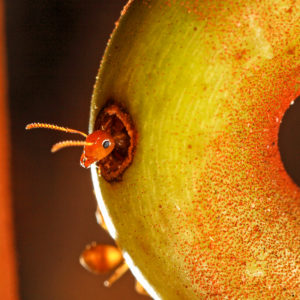 OuiSi Nature: 207 – Ant Living in a Fanged Pitcher Plant – Christian Ziegler