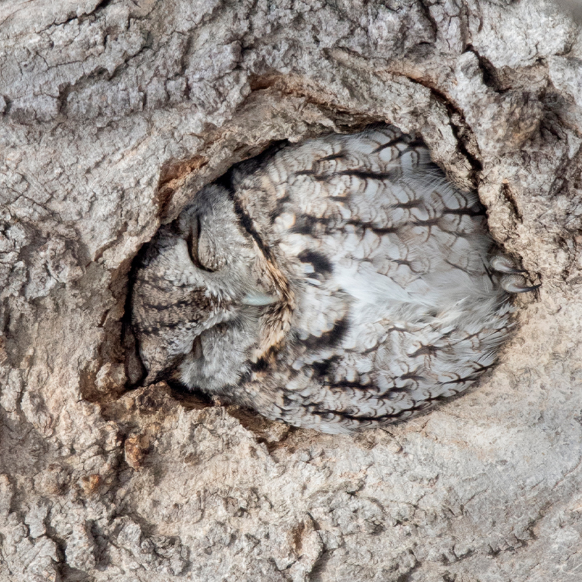 OuiSi Nature: 210 – Eastern Screech Owl – Melissa Groo